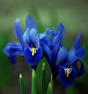 Hạt giống hoa diên vĩ( Iris)