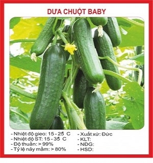 Hạt giống dưa chuột baby