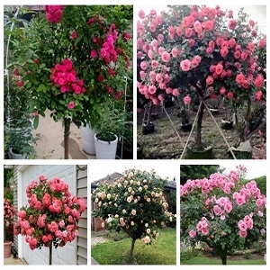 Hạt giống Hoa Hồng Thân Gỗ Tree Rose