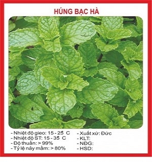 Hạt giống húng bạc hà