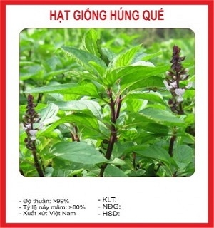 Hạt giống húng quế