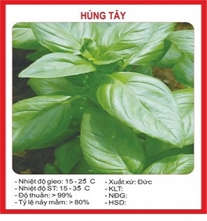 Hạt giống húng tây