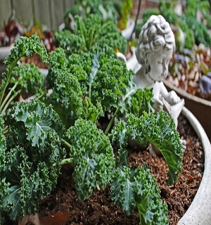 Hạt giống cải xoăn Kale