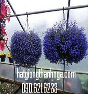 hạt giống hoa lobelia