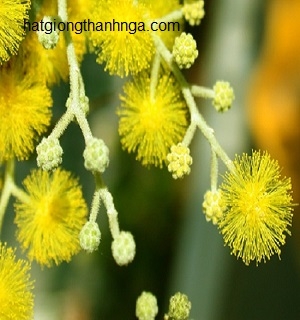 Hạt giống Hoa mimosa