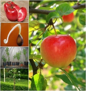 Hạt giống táo ruột đỏ cây lùn