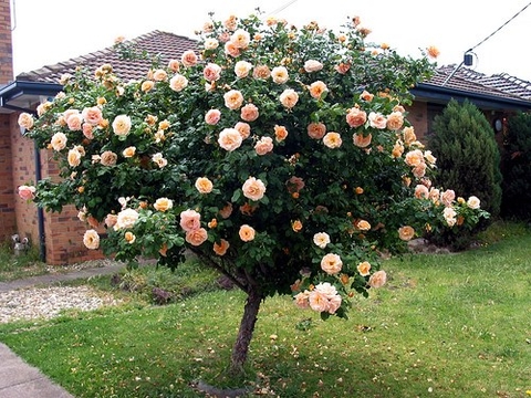 Bán Cây hoa hồng thân gỗ tree rose