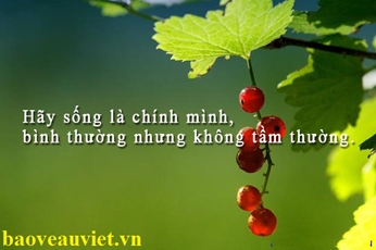 Công ty Dịch Vụ Bảo Vệ Âu Việt