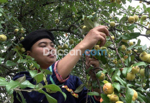 TÁO MÈO XÓA NGHÈO Ở MÙ CANG CHẢI