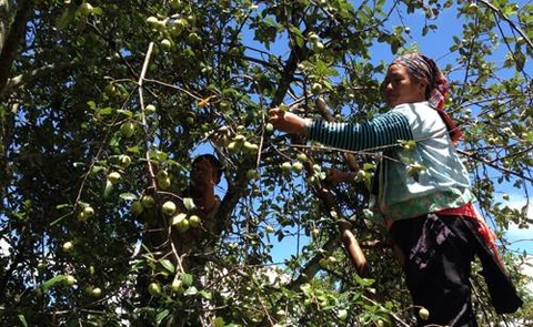 MÙA TÁO MÈO CHÍN ĐỎ VÙNG CAO MÙ CANG CHẢI