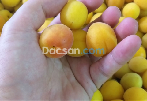 Cách dùng và tác dụng tuyệt vời của mơ Tây Bắc