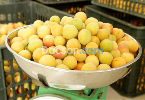 Mua quả mơ tươi ở đâu TP HCM?