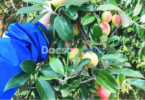 Táo mèo tươi với những công dụng tuyệt vời bạn không nên bỏ lỡ!