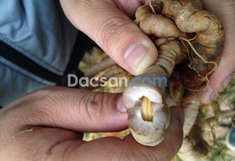 PHÂN BIỆT DỄ DÀNG BA KÍCH TÍM VÀ BA KÍCH TRẮNG KHI NGÂM RƯỢU