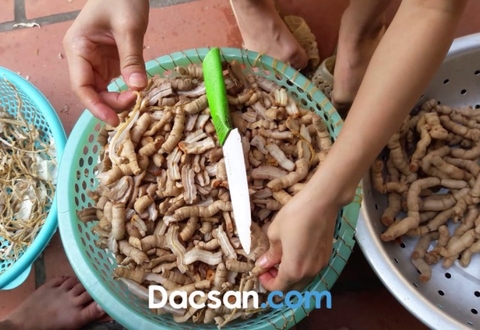 Vị thuốc tăng cường sinh lý nam từ cây ba kích