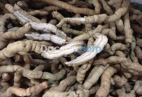Mua ba kích tím ở đâu tại Sài Gòn?