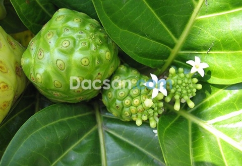 Ba kích dùng làm gì?