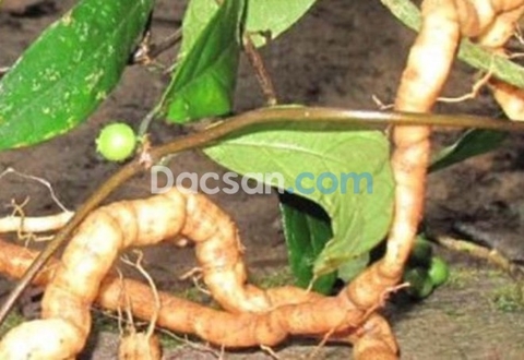 Ba kích Quảng Ninh tại TP Hồ Chí Minh