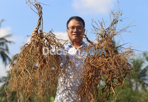 Ba kích tím Quảng Ninh - Bán sỉ và lẻ ba kích tại TP Hồ Chí Minh