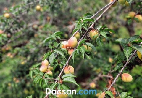 Nên chọn mơ má đào, mơ thóc hay mơ lông để ngâm rượu?