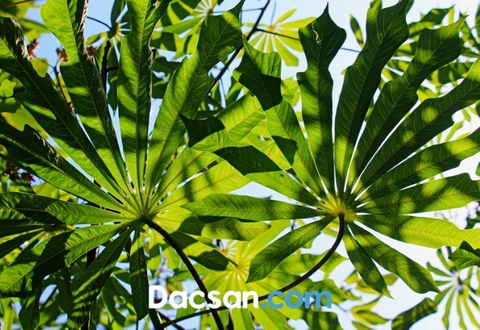 Rau sắn Phú Thọ - Đặc sản quê hương đất Tổ