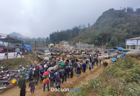 Chợ trâu Bắc Hà, phiên chợ độc đáo hút khách du lịch miền Tây Bắc