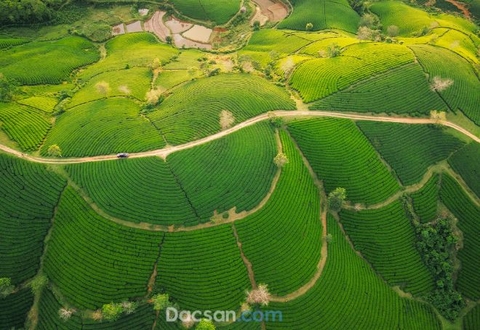 Du lịch Phú Thọ - Rừng cọ, đồi chè và hơn thế nữa