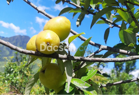 Táo mèo vùng nào ngon?