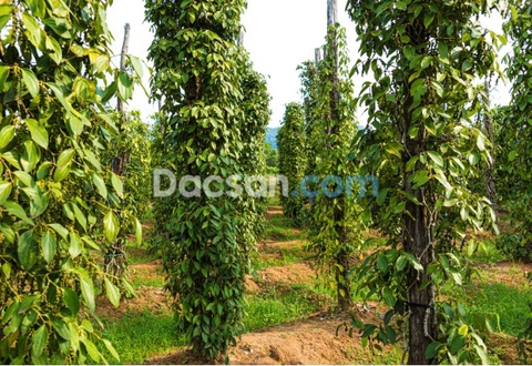 Địa chỉ bán hạt tiêu sạch tại TP Hồ Chí Minh?