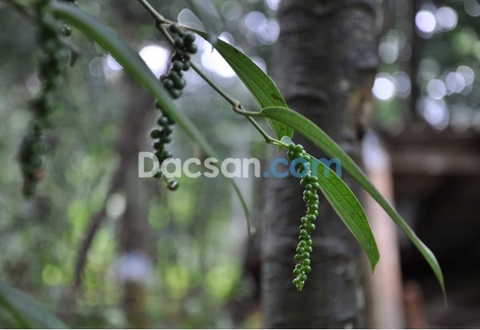 Ăn hạt tiêu có tác dụng gì?