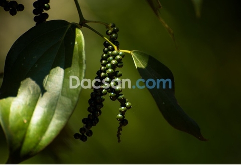 Ăn hạt tiêu như thế nào là đúng cách?