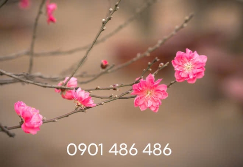 Đặc sản Tết nào đang hút khách tại TP HCM?