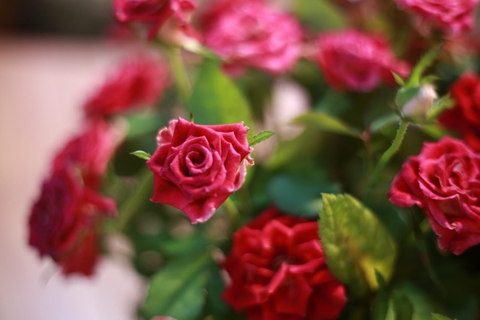 Quà tặng ngày mùng 8 tháng 3 khiến phái đẹp "đổ gục"