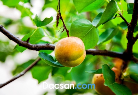 Mùa mơ bắt đầu từ khi nào? Mua mơ tươi lúc nào thì ngon nhất?