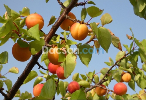 Mua mơ tươi Tây Bắc ở đâu?