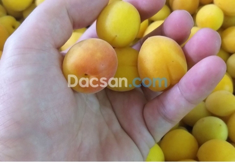 Cách ngâm mơ muối đường ngon có thể thưởng thức sau 30 ngày