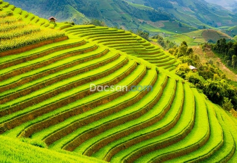 Mù Cang Chải - địa điểm du lịch luôn “hot” ở Việt Nam