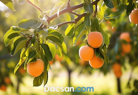 Mùa quả mơ 2025 đã bắt đầu và đây là tất tần tật các thông tin về cách dùng trái cây này