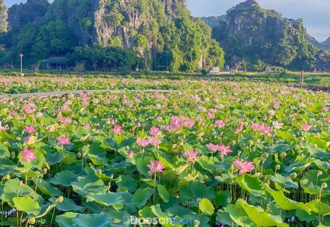 Du lịch Ninh Bình mùa hè: Điểm nhấn là những đầm sen đẹp siêu thực