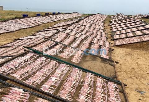 Ăn mực một nắng có béo không?