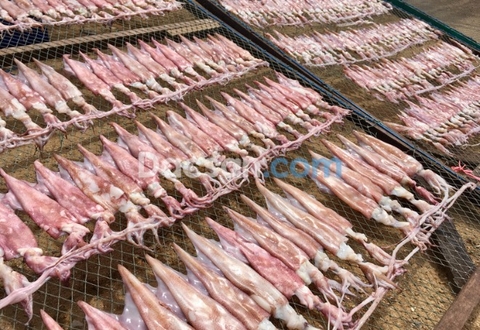 Cách làm sạch và phơi mực một nắng đúng cách không phải ai cũng biết