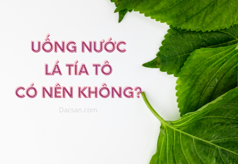 Uống nước lá tía tô tốt như thế nào? Những ai không nên uống?