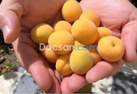 Mơ ngâm đường nên làm vào tháng mấy?