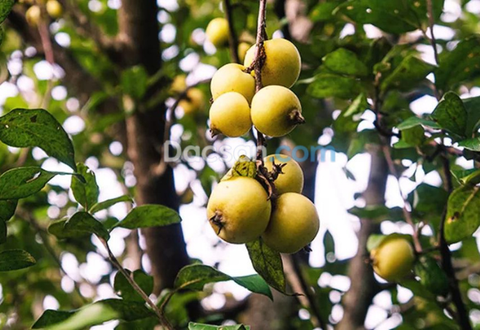 Táo mèo – loại quả biểu tượng cho khí chất vùng cao