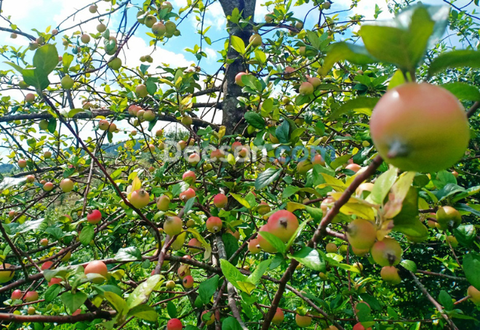 Mua táo mèo tươi ở đâu TP HCM?