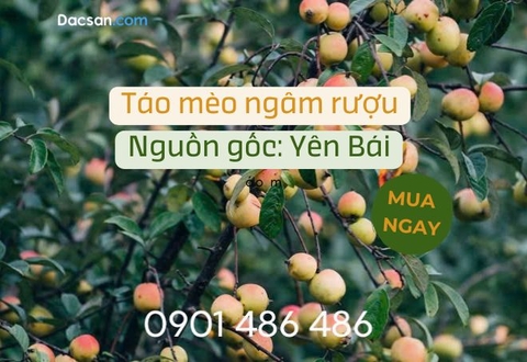 Quả táo mèo ngâm rượu có tác dụng gì? Có tốt không?