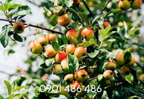 Cách làm rượu trái cây đơn giản, để được lâu