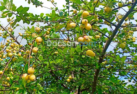 Táo mèo tươi – Loại quả làm nên thứ rượu trái cây uống ngon nhức nách
