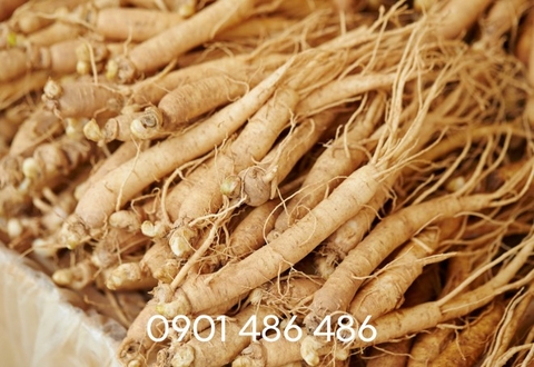 Rượu sâm dây - Thức quà quý của người Tây Nguyên
