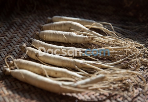 MỞ RỘNG KIẾN THỨC VỚI 3 ĐIỀU THÚ VỊ NHẤT VỀ SÂM DÂY